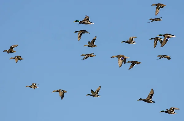 Gran Bandada Patos Mallard Volando Cielo Azul —  Fotos de Stock