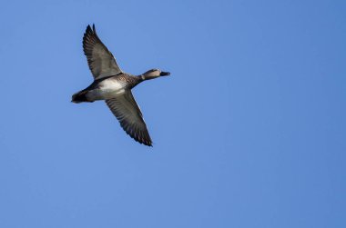 Yalnız kalabalık bir mavi gökyüzünde uçan