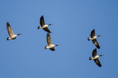 Kanada Kaz Sürüsü Mavi Gökte Uçuyor