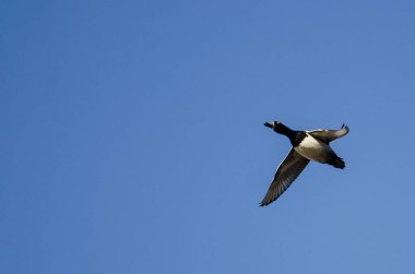 Yüzük - boyunlu Duck mavi gökyüzünde uçan