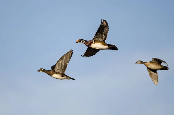 Three Wood Ducks Flying in a Blue Sky