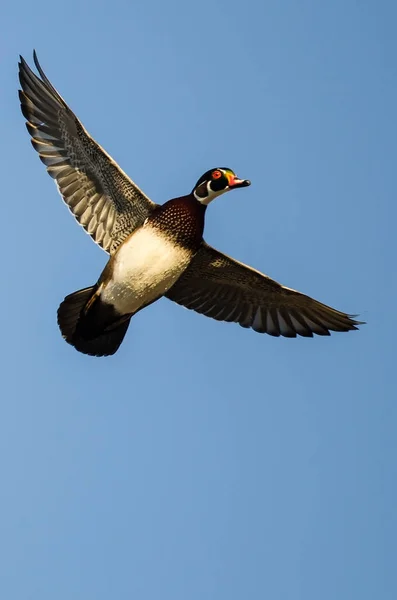 Yalnız Ahşap Bir Mavi Gökyüzünde Uçan Ördek — Stok fotoğraf