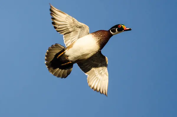 Pato Madera Solitaria Volando Cielo Azul — Foto de Stock