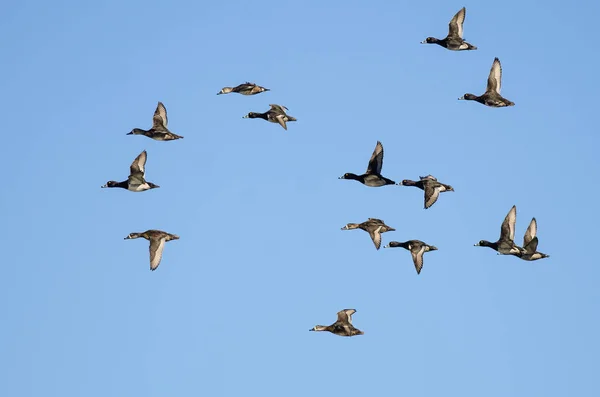 青い空を飛んでリング リングネック アヒルの群れ — ストック写真