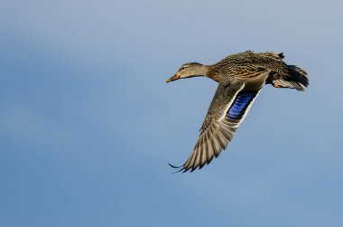 Mavi Gökte Uçan Mallard Ördeği