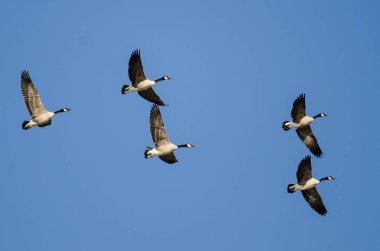 Kanada Kaz Sürüsü Mavi Gökte Uçuyor
