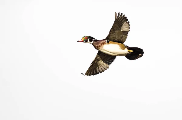 Männliche Waldente Fliegt Auf Weißem Hintergrund — Stockfoto