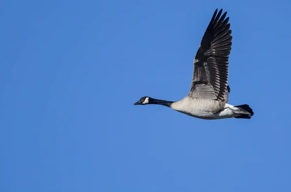 加拿大鹅在蓝天中飞翔 — 图库照片