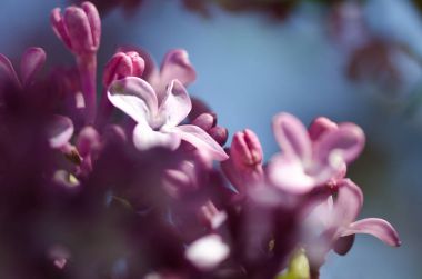 Erken ilkbaharda çiçek açan hassas leylak çiçeği