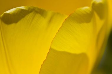 Doğa Özet: Bahar narin Sarı Lale taçyapraklarını yakından bakmak