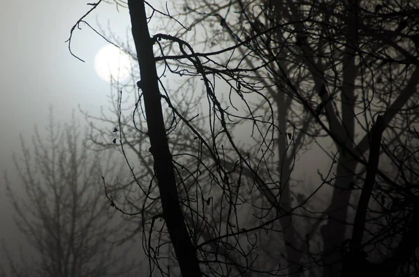 Туманні Лісу Холодну Silent Вранці — стокове фото