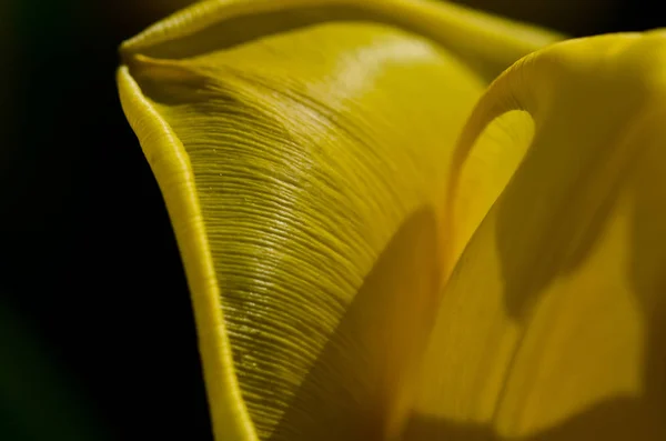 自然文摘 近距离看春天娇嫩的黄郁金香花瓣 — 图库照片