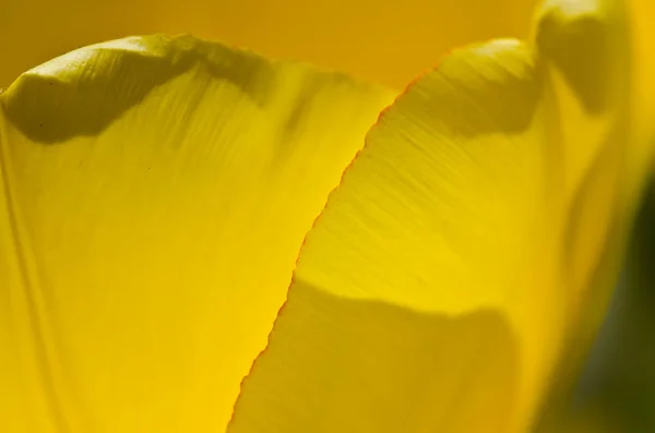 Natur Abstrakt Die Zarten Gelben Tulpenblätter Des Frühlings Aus Der — Stockfoto