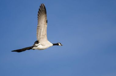 Yalnız Kanada Kaz 'ı Mavi Gökte Uçuyor
