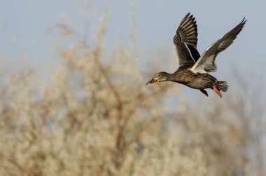 Mallard Ördeği Sonbahar Ağaçlarını Uçarak Geçiyor