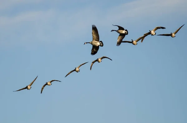 Flock Canada Gęsi Latające Błękitnym Niebie — Zdjęcie stockowe