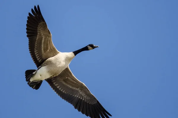 独来独往的加拿大鹅在蓝天中飞翔 — 图库照片