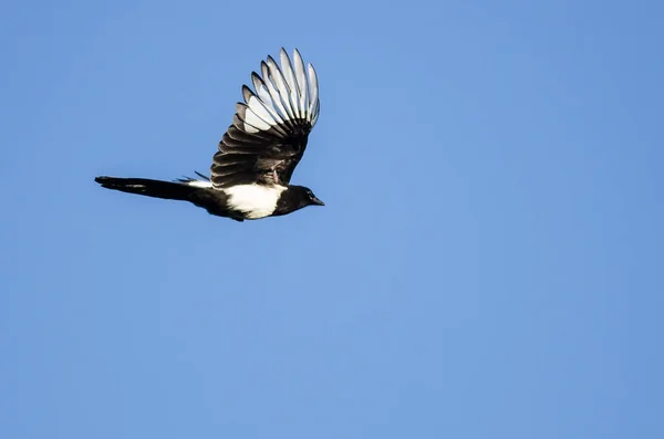 Gazza Dalle Fatture Nere Che Vola Cielo Blu — Foto Stock