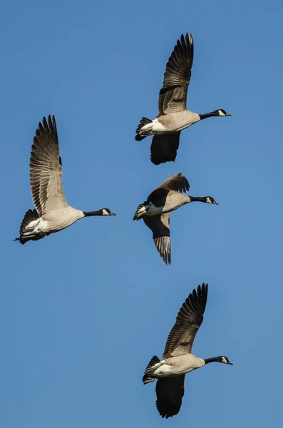 Flock Canada Gęsi Latające Błękitnym Niebie — Zdjęcie stockowe