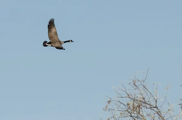 Lone Canada Goose Flying Wetlands — Stock Photo, Image