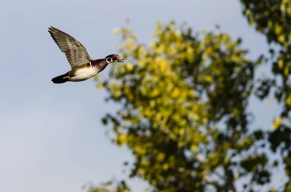 Pato Madeira Masculino Voando Passado Uma Árvore Outono — Fotografia de Stock