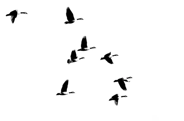 Flock Kanadagäss Silhuett Vit Bakgrund — Stockfoto