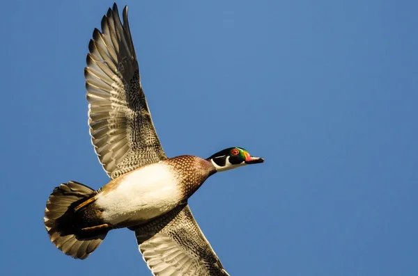 Lone Wood Duck Flying Blue Sky — Stock Photo, Image