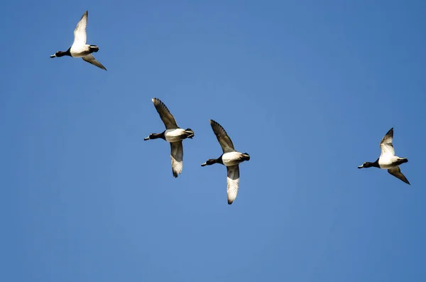 Quatre Canards Collier Volant Dans Ciel Bleu — Photo