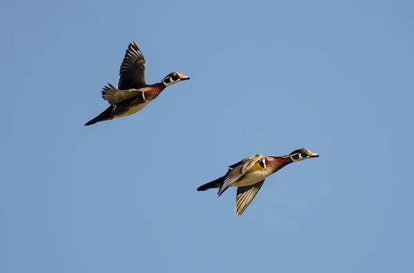 Paar Houteenden Vliegen Een Blauwe Lucht — Stockfoto