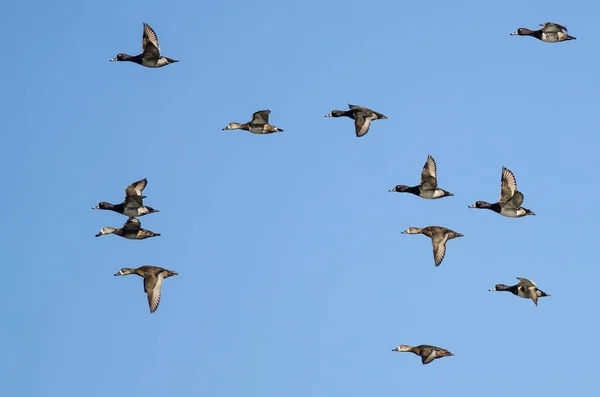 Herde Ringelhalsenten Fliegt Einen Blauen Himmel — Stockfoto