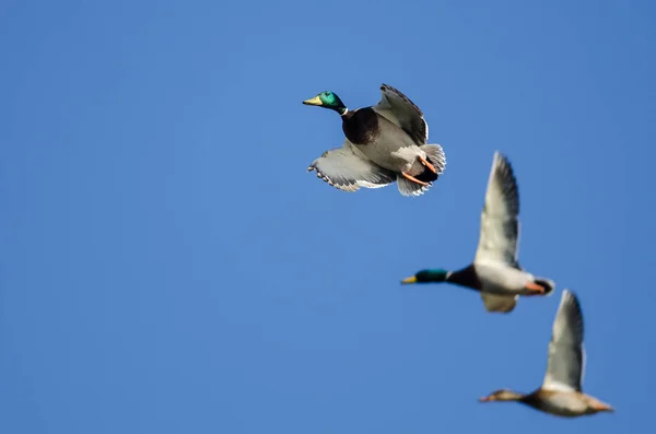 Anatra Reale Che Vola Cielo Blu — Foto Stock