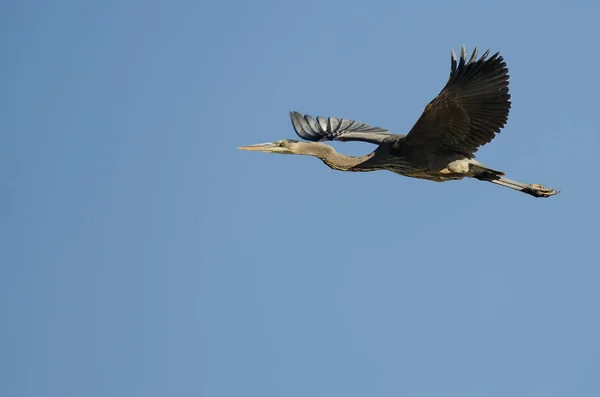 Great Blue Heron Terbang Langit Biru — Stok Foto