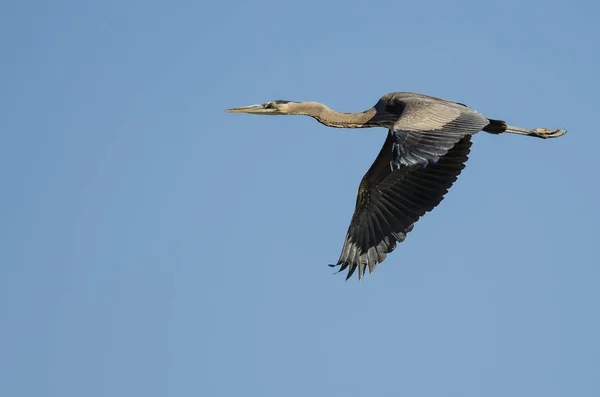 Grand Héron Volant Dans Ciel Bleu — Photo