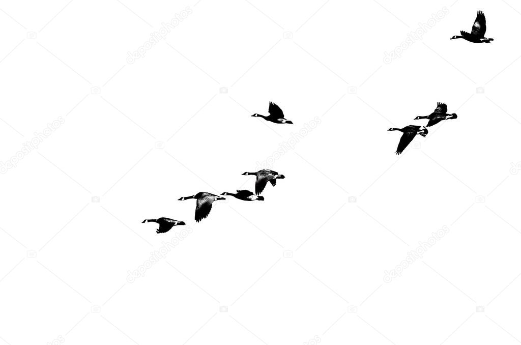 Flock of Canada Geese Silhouetted on a White Background