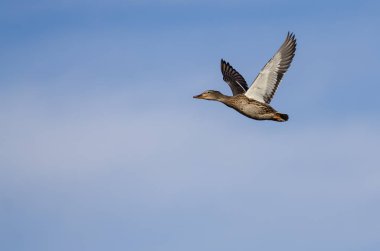 Mavi Gökte Uçan Mallard Ördeği