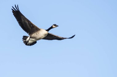 Kanada Kuğusu Mavi Gökte Uçuyor