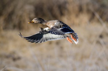 Uçuş için alma yeşilbaş ördek