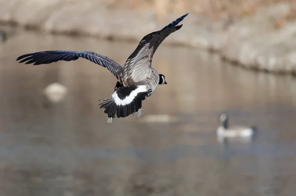 Canada Goose Landing Het Water — Stockfoto