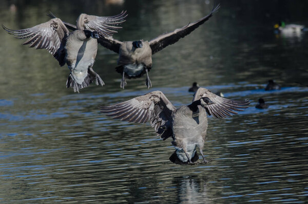 Канадские гуси приземляются на тихом пруду
