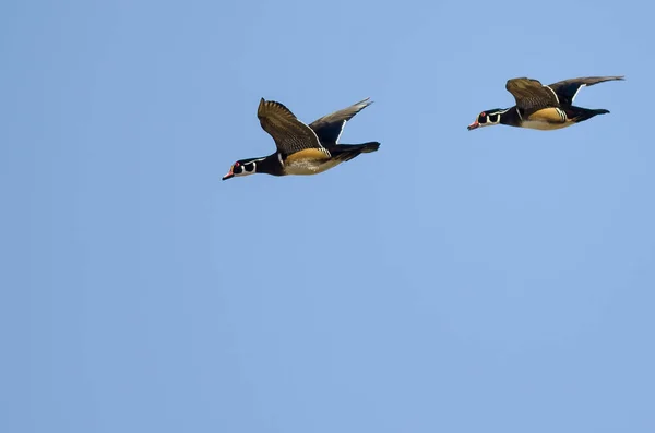 Ein Paar Waldenten Fliegt Einem Blauen Himmel — Stockfoto