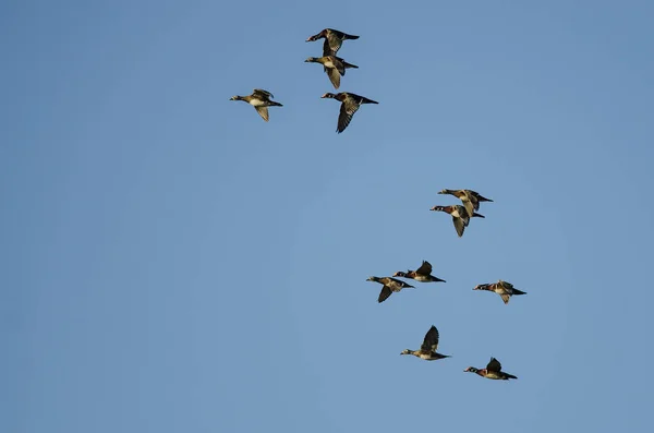 Flock Wood Ducks Flying Blue Sky — Stock Photo, Image