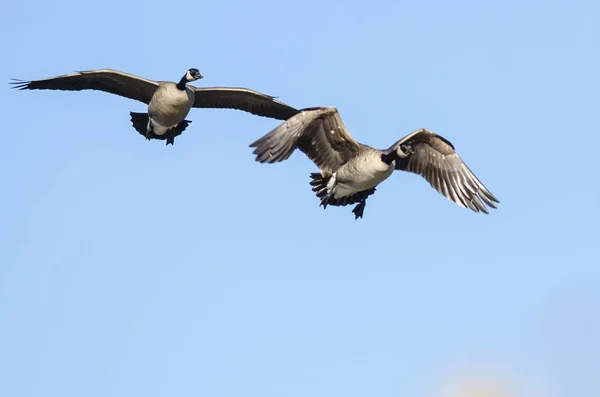 Två Kanadagäss Flyger Blå Himmel — Stockfoto