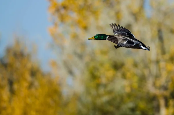 Male Mallard Duck Flying Golden Autumn Trees — Stock Photo, Image