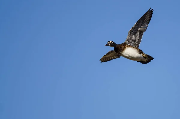 Pato Madera Hembra Volando Cielo Azul — Foto de Stock