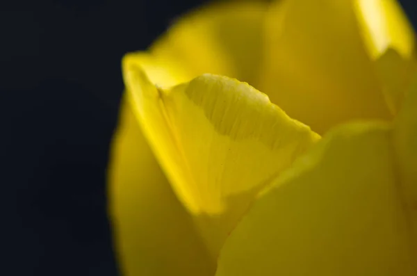 Natur Abstrakt Die Zarten Gelben Tulpenblätter Des Frühlings Aus Der — Stockfoto