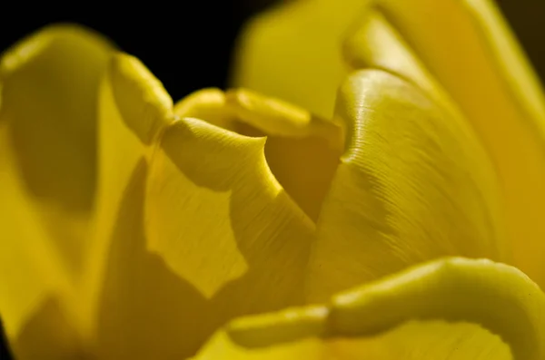 Nature Abstract Regardez Près Les Délicats Pétales Tulipes Jaunes Printemps — Photo