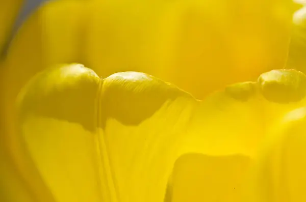 Nature Abstract Enveloppé Dans Les Plis Dorés Des Pétales Tulipes — Photo
