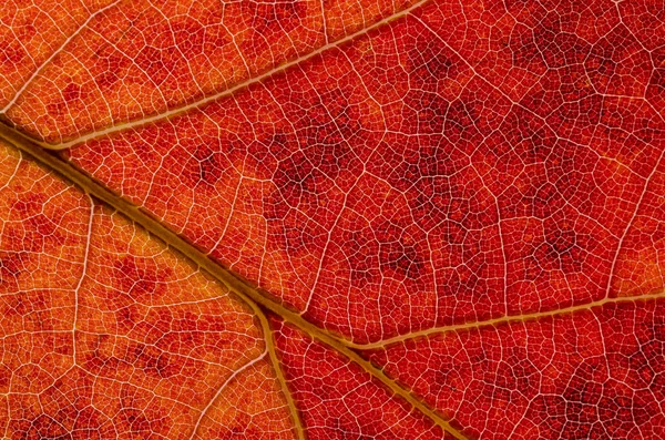 Nature Abstract Zellen Und Adern Eines Bunten Herbstblattes — Stockfoto