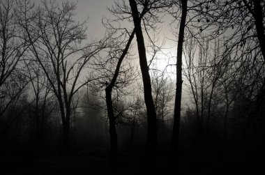 Misty Orman soğuk bir sessiz sabahı 