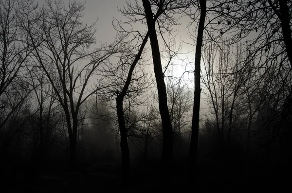 Bosque Brumoso Una Fría Mañana Silenciosa — Foto de Stock